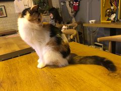 -平行世界·猫咖(首经贸店)