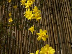 -三圣花乡旅游区