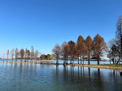 -贡湖湾湿地公园