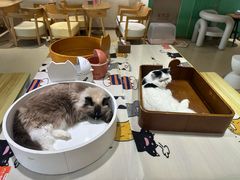 -藏猫猫咖啡主题馆(中央大道店)