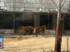 -秦皇岛野生动物园