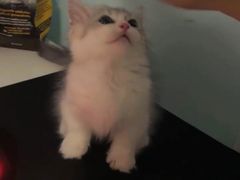 -欣宠猫屋·矮脚拿破仑·蓝金金渐层