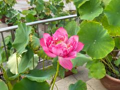 -莲花池公园
