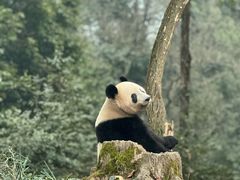 -中国大熊猫保护研究中心雅安碧峰峡基地