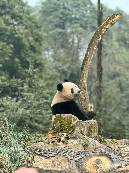 中国大熊猫保护研究中心雅安碧峰峡基地图片