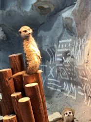 -Zoolung Zoolung动物主题公园(海信广场店)