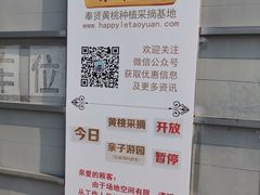 -樂桃源奉贤黄桃种植采摘基地