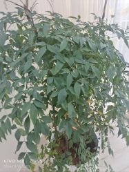 -HEYAN荷妍专业脱毛连锁机构