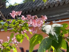 -北京凤凰岭