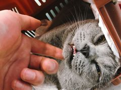 -纳吉亚猫专科动物诊疗中心(蒋宅口分院)