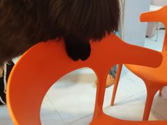 -我爱猫咪·猫咖·狗咖·安哥拉兔·羊驼咖(小寨华旗店)