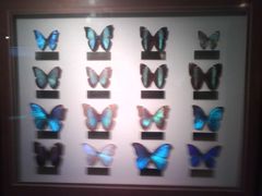 -上海昆虫博物馆