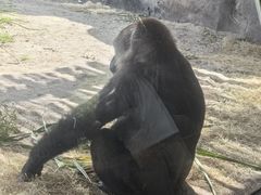 -奥兰多迪士尼动物王国乐园