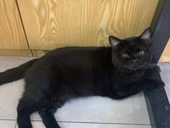 -中农大我爱我爱动物医院·核磁CT·猫病·24小时夜诊中心(石佛营店)