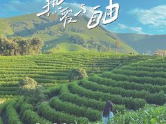-白茶原·一片叶子
