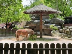 -上海野生动物园