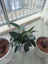-HEYAN荷妍专业脱毛连锁机构