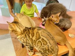 -猫小院猫主题餐厅(三里屯店)