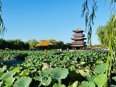 -白洋淀景区