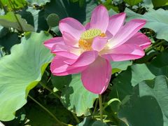 -龚家花园农家乐休闲别墅