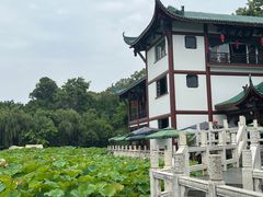 -桂湖森林公园