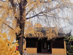 -苏州上方山国家森林公园