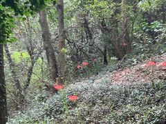 -上海佘山国家森林公园天马山园