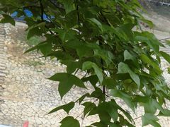 -广州市流溪河国家森林公园
