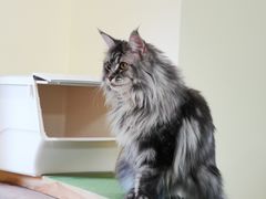 -猫和宫(六道口店)