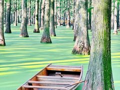 -渌洋湖湿地公园