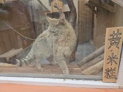 -青藏高原野生动物园