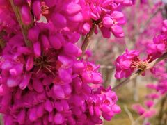 景点-石家庄市植物园