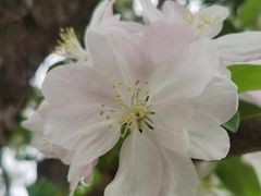 -海棠花溪(元大都城垣遗址公园)
