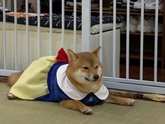 -逗柴咖啡屋·狗咖猫咖宠物桌游