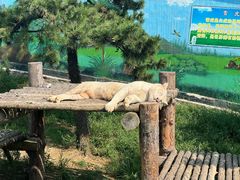 -西霞口神雕山野生动物世界
