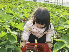 -喜杨洋草莓采摘园
