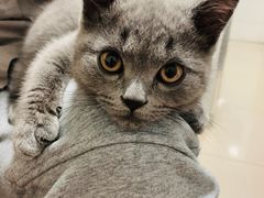 -宠爱国际动物医院·消化内科·心肾内科·ISFM猫友好(望京店)