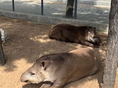 -西霞口神雕山野生动物世界