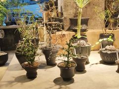 -自由生长植物工作室(深港花卉中心店)