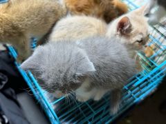 -中环花鸟鱼虫市场