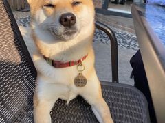 -柴犬高等学院·狗咖·柴犬售卖·宠物训练