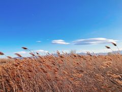 -野鸭湖国家湿地公园