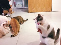 -Heymao猫咖.咖啡厅(东门店)