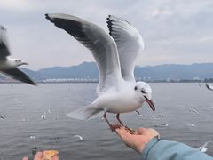 -海埂大坝