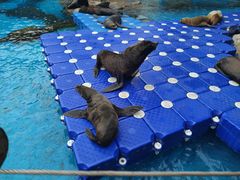 -海合安成都极地海洋公园