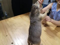 -藦茜花园宠物主题亲子互动体验馆(国顺东路店)