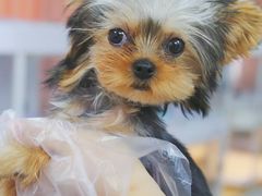 -翊宠yipet猫狗购宠庄园