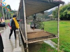 -千岛湖龙川湾
