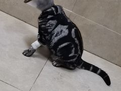 -艾贝尔宠物医院·狂犬免疫点(江山金象城店)