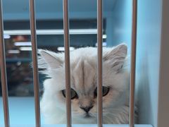 -FAELING PETS美天灵宠物(合生汇店)